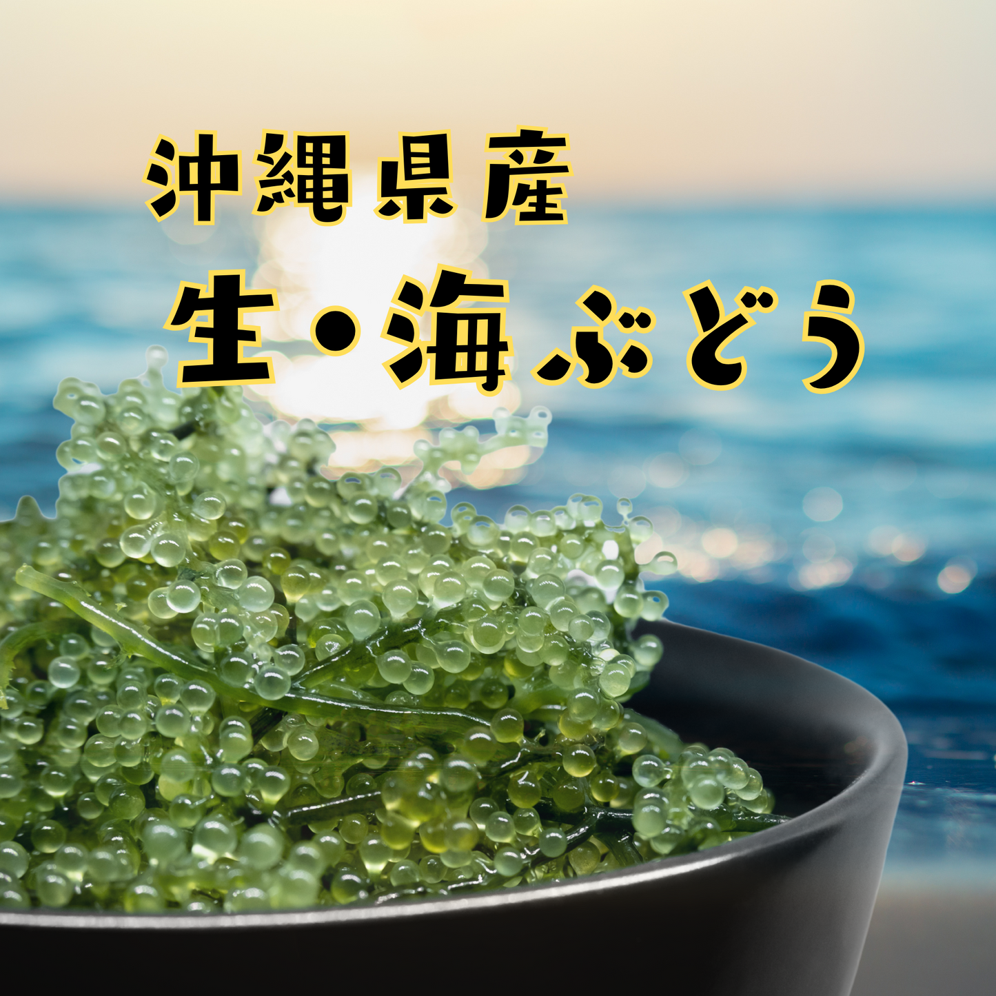 生 海ぶどう 【特選A品】|沖縄県産・朝採れ直送・ぷちぷち食感の高級海ぶどう【徳和商店公式通販】