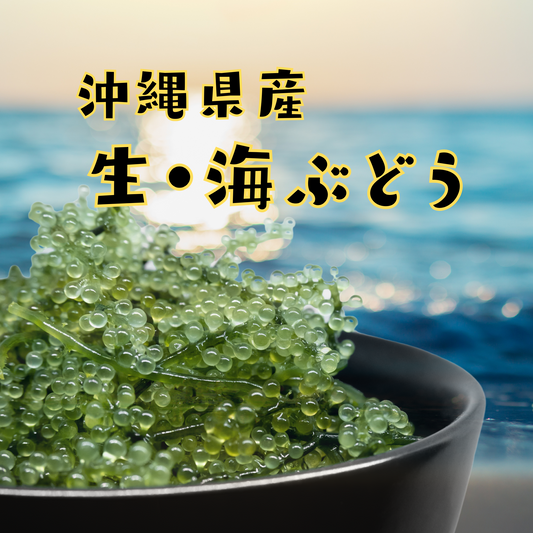 生 海ぶどう 【特選A品】｜沖縄県産・朝採れ直送・ぷちぷち食感の高級海ぶどう【徳和商店公式通販】